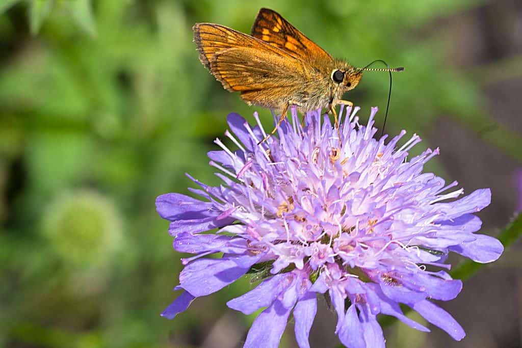 Wat bieden wij? Beemdkroon Knautia arvensis 3