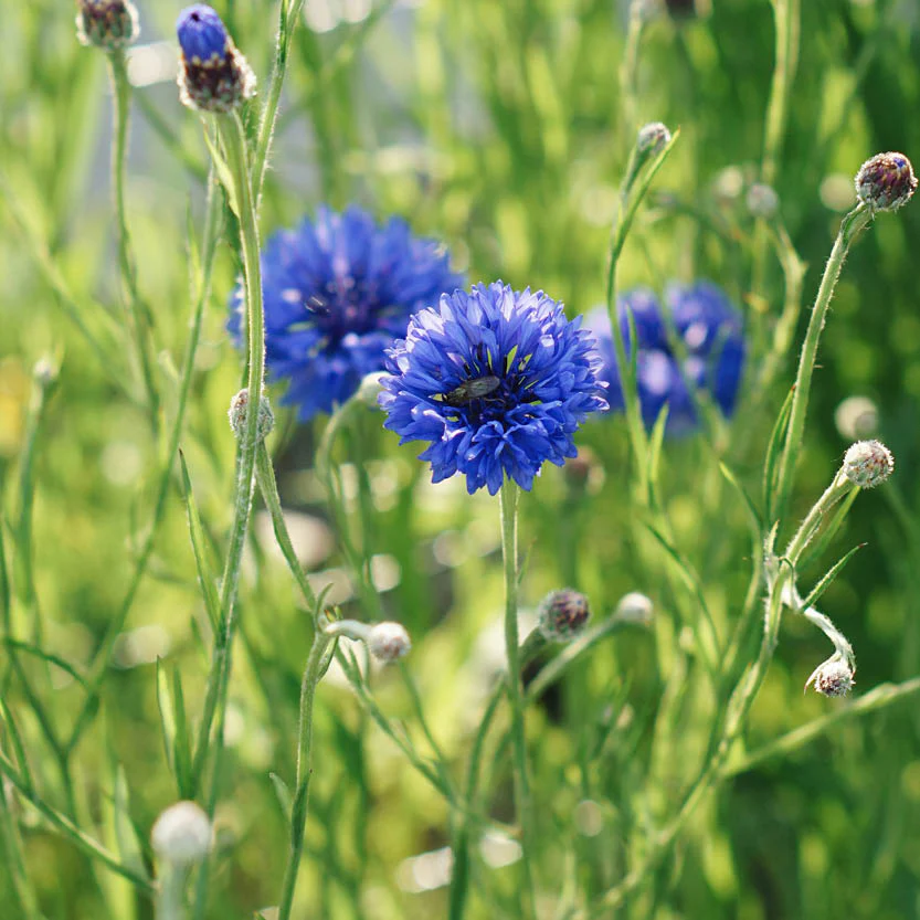 Wat bieden wij? Korenbloem Centaurea cyanus 7