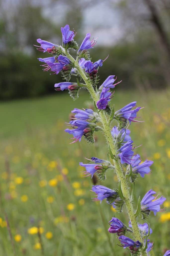 Wat bieden wij? Slangenkruid Echium vulgare 5