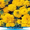 Tagetes Erecta Nana 102 1 4