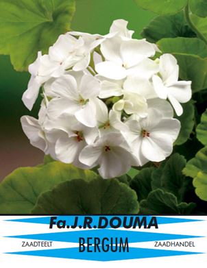 Pelargonium Wit F1 hybride 1256 1 1
