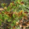 Protect Garden Buxusspray Twist plus