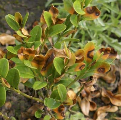 Protect Garden Buxusspray Twist plus