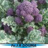 Broccoli Summer Purple