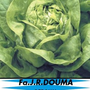 Olifanten knoflook