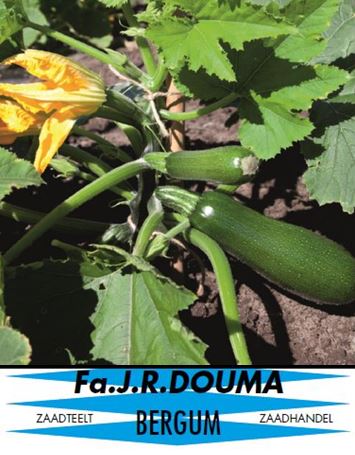 Klim Courgette Black Forest F1