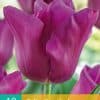Tulp Passionale 1743 1 4