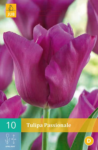 Tulp Passionale 1743 1 2
