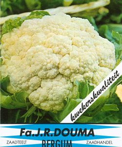 Pokon Graszaad Schaduw