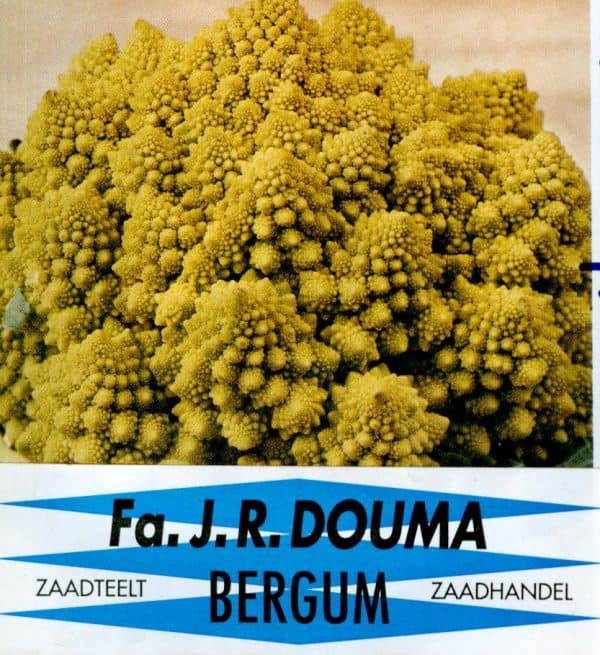 Bloemkool Minaret groene
