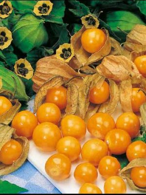 Physalis Peruviana