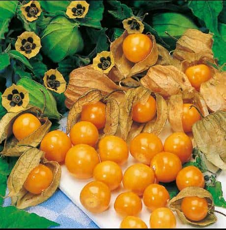 Physalis Peruviana