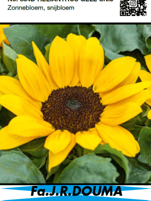 Helianthus Annuus