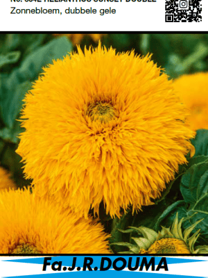 Helianthus Sunset Double