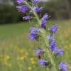 Slangenkruid - Echium vulgare