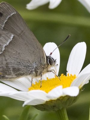 Gewone Margriet - Leucanthemum vulgare