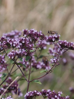 Wilde marjolein - Origanum vulgare