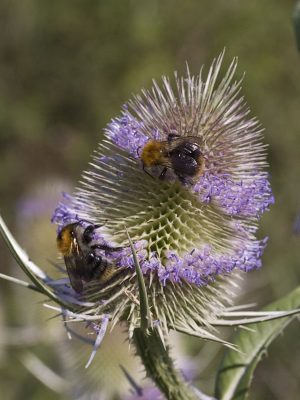 Grote kaardebol - Dipsacus fullonum