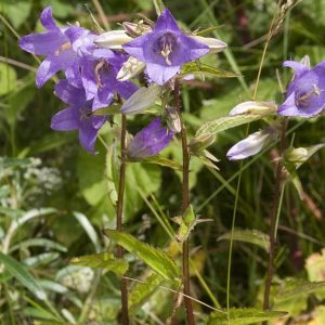 Gewone rolklaver - Lotus corniculatus var. corniculatus