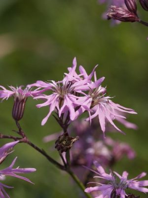 Echte koekoeksbloem - Silene flos-cuculi