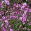Dagkoekoeksbloem - Silene dioica