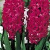 Hyacinth Jan Bos