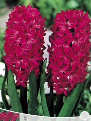 Hyacinth Jan Bos