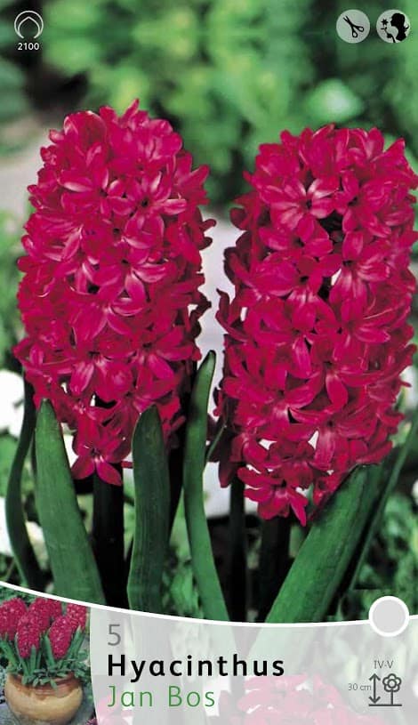 Hyacinth Jan Bos
