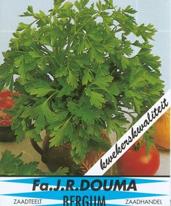 Nolana Paradoxa