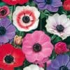 Anemone The Cean