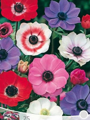 Anemone The Cean