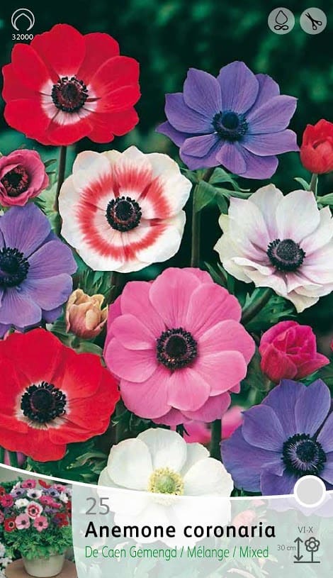 Anemone The Cean
