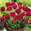 Tulp Red Baby doll (Double)
