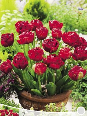 Tulp Red Baby doll (Double)
