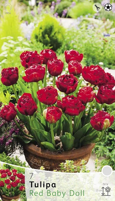 Tulp Red Baby doll (Double)