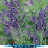 Lavendula angustifolia