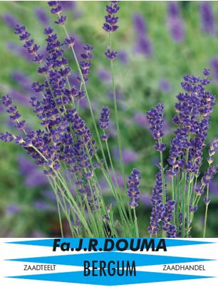 Lavendula angustifolia