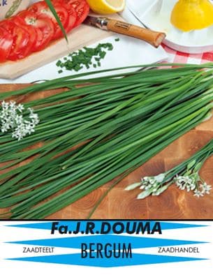 Allium tuberosum