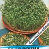 Lepidium sativum