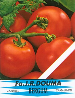 Tomaten Moneymaker