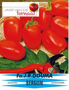 Tomaten Roma