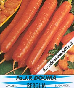 Pompoenen Jack O` Lantern (Halloween)