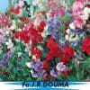 Lathyrus Odoratus Cubertson