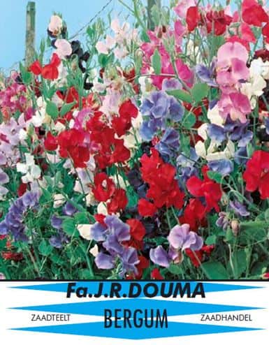 Lathyrus Odoratus Cubertson