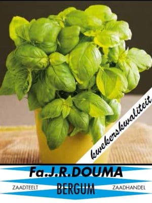 Ocimum basilicum