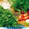 Coriandrum sativum