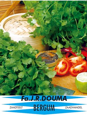 Coriandrum sativum