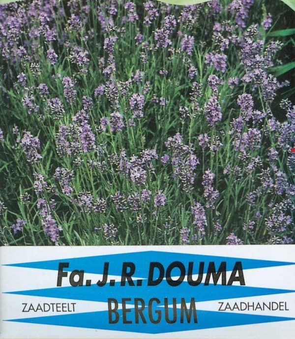 Lavendula angustifolia