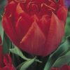 Tulp Abba