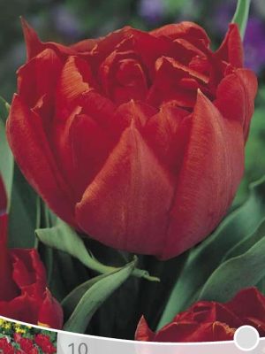 Tulp Abba
